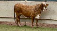 Bred F1 Braford Heifer