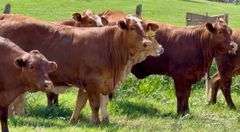 FEATURED BEEFMASTER & BEEFMASTER CROSS