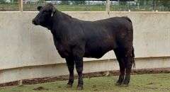 Bred Brangus Heifer
