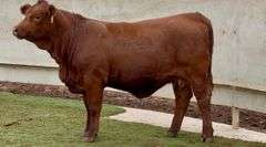 Heavy Bred Beefmaster Heifer