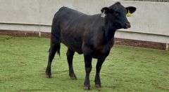 Bred Brangus Heifer