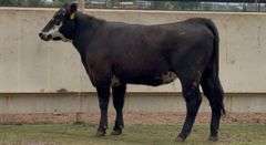 Bred Black Whiteface Heifer