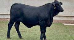 Open F1 Brangus Heifer