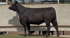 Bred Angus Heifer
