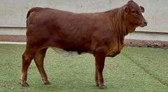 Open Beefmaster Heifer