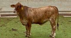Open Tigerstripe Heifer