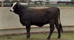 Bred Black Whiteface Heifer