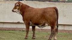 Open Beefmaster Heifer