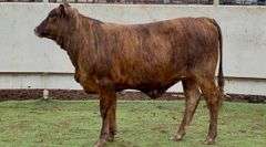 Open Tigerstripe Heifer