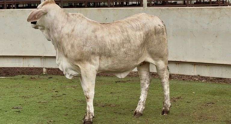 J&J Cattle Co: Bred & Open Replacement Heifer Online Auction