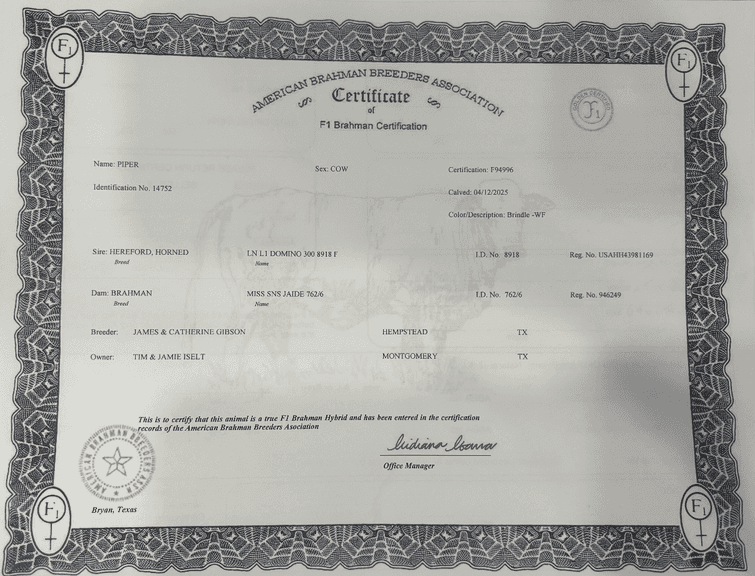 Open Golden Certified F1 Braford