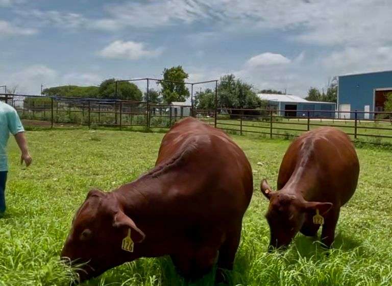 Bred American Red Show Heifers