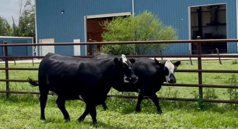 Bred Black Whiteface Show Heifers
