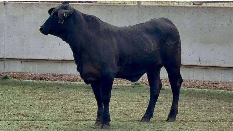 Open Golden Certified F1 Brangus Heifer