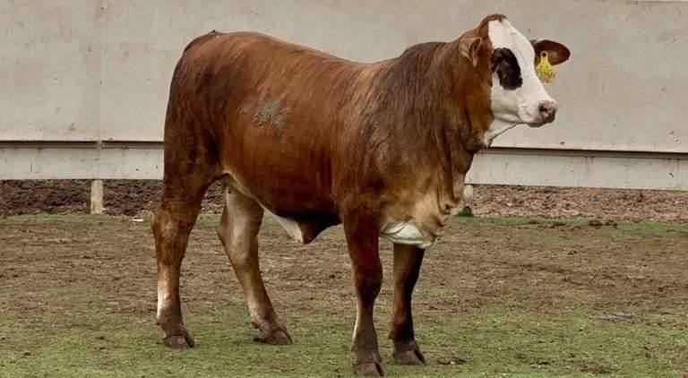 Open F1 Braford Heifer