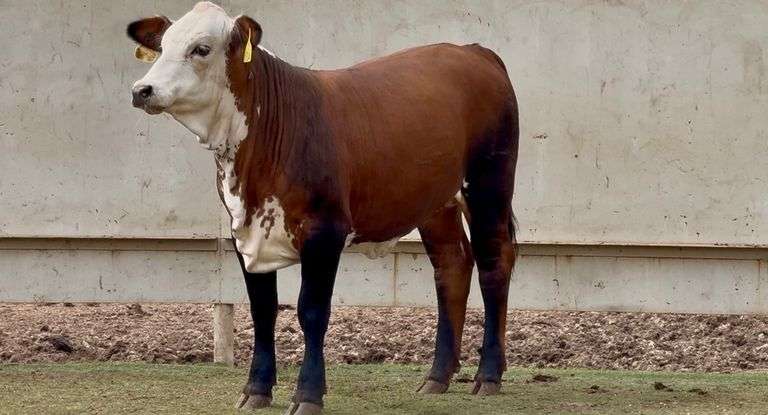 Open Chocolate Braford Heifer