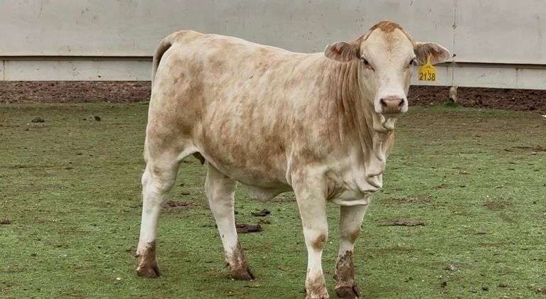 Open Buckskin Beefmaster Heifer