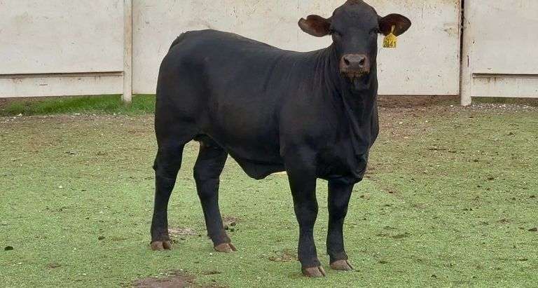Open Beefmaster Heifer