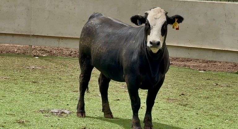 Bred Black Whiteface Heifer