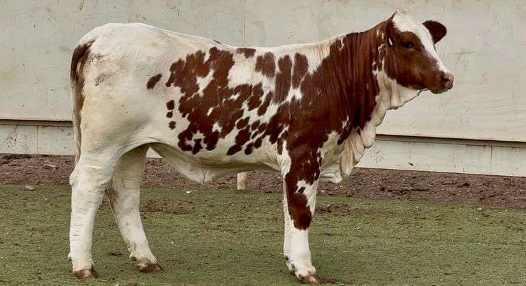 J&J Cattle Co: Bred & Open Replacement Heifer Online Auction
