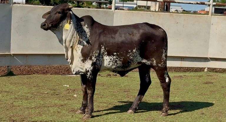 Open Sardo Negro Heifer
