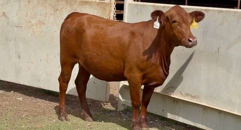 Bred Red Angus-Beefmaster Cross Heifer