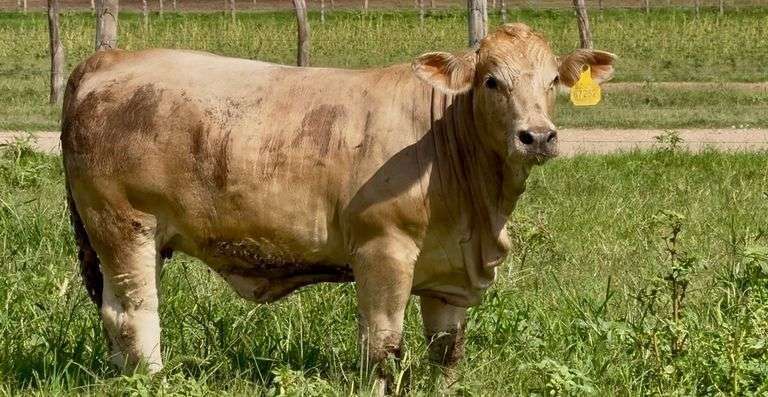 Charolais Beefmaster Cross Replacement Heifers