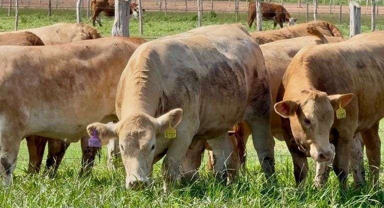 Charolais Beefmaster Cross Replacement Heifers
