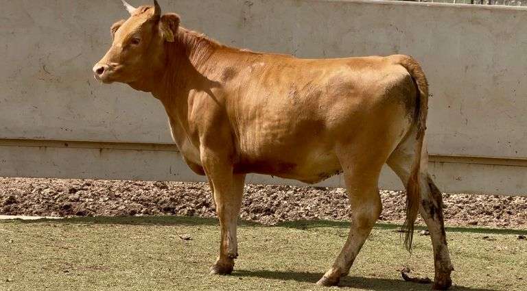 Open Akaushi Heifer