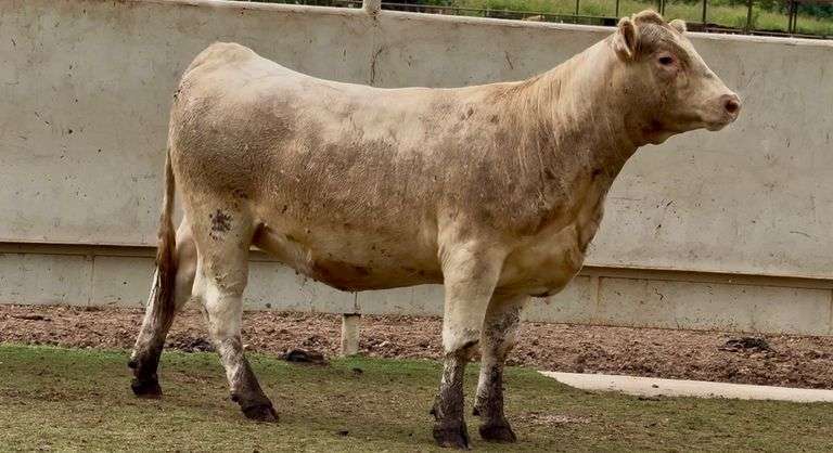 Open Charolais Heifer