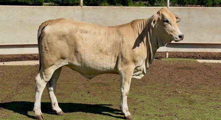 Open Charbray Heifer