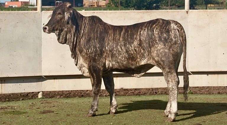 Open Tigerstripe Heifer