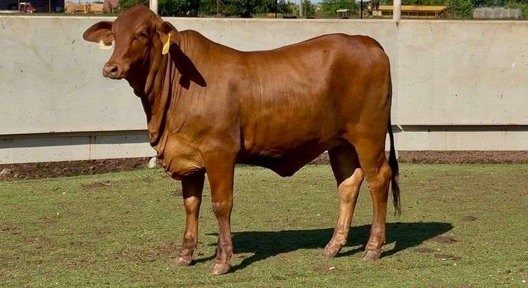 Open Brahman Cross Heifer