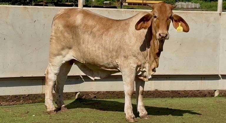 Open Brahman Cross Heifer