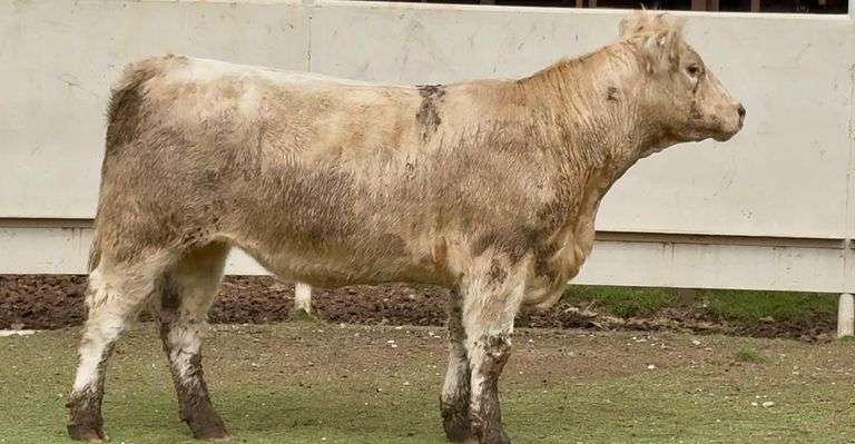 Open Charolais Heifer