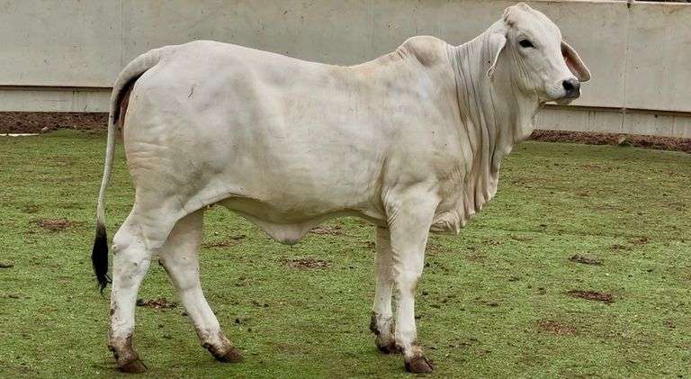 J&J Cattle Co: Open Replacement Heifer Online Auction