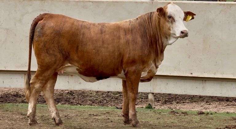 Open F1 Braford Heifer