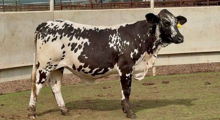 Open Brahman Cross Heifer