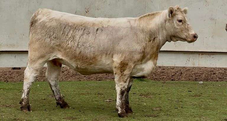 Open Charolais Heifer