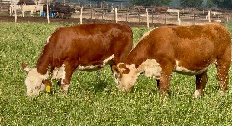 Hereford Replacement Heifers
