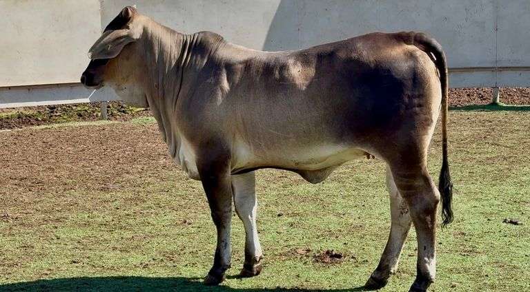 Open Brahman Cross Heifer