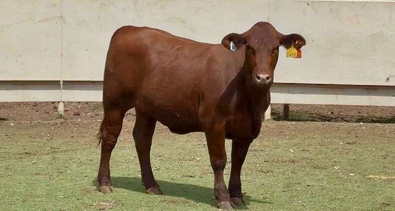 Bred Santa Gertrudis Heifer