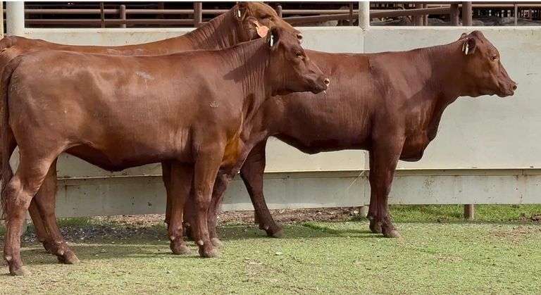 Bred Red Angus-Beefmaster Cross Heifers