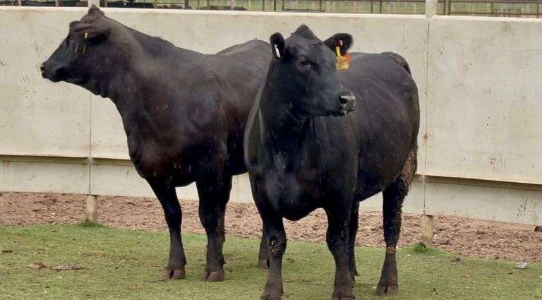 Bred Brangus/Angus Heifers