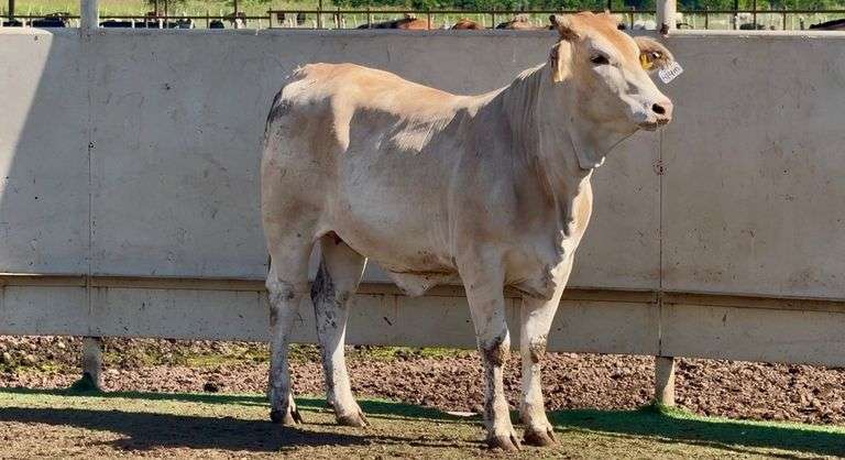 Bred Brahman Cross Heifer