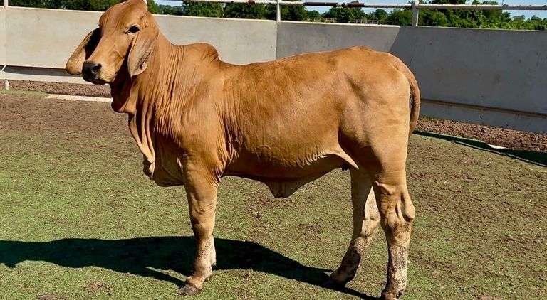 Open Red Brahman Heifer