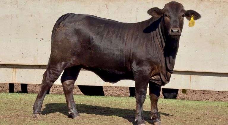 Open F1 Brangus Heifer