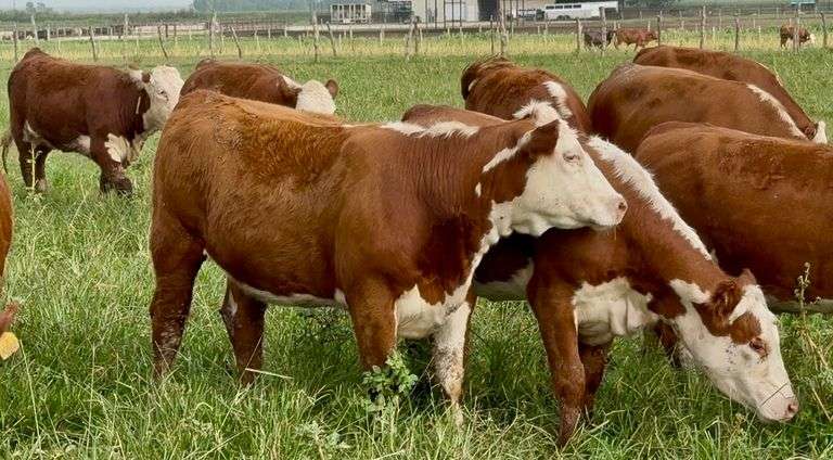Hereford Replacement Heifers