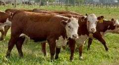 Hereford Replacement Heifers