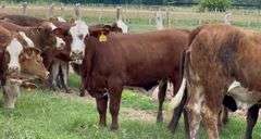 Tigerstripe & Chocolate Braford Replacement Heifers